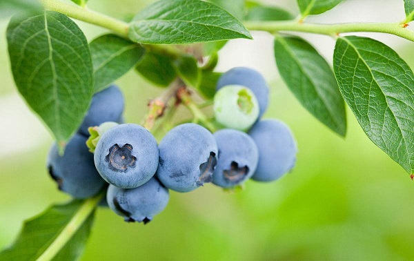 农业创业少有捷径，一颗蓝莓的上市之路！ 1